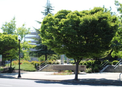A photo of a tree in front of Medford City Hall.