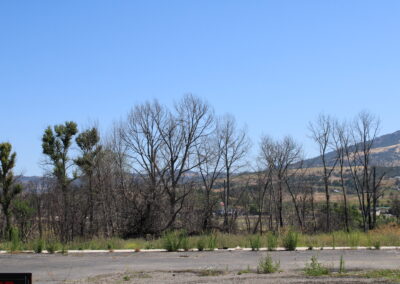 A photo of burnt trees.